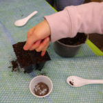 Child's hand planting seeds in small container