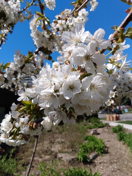 Cherry_Blossoms_21